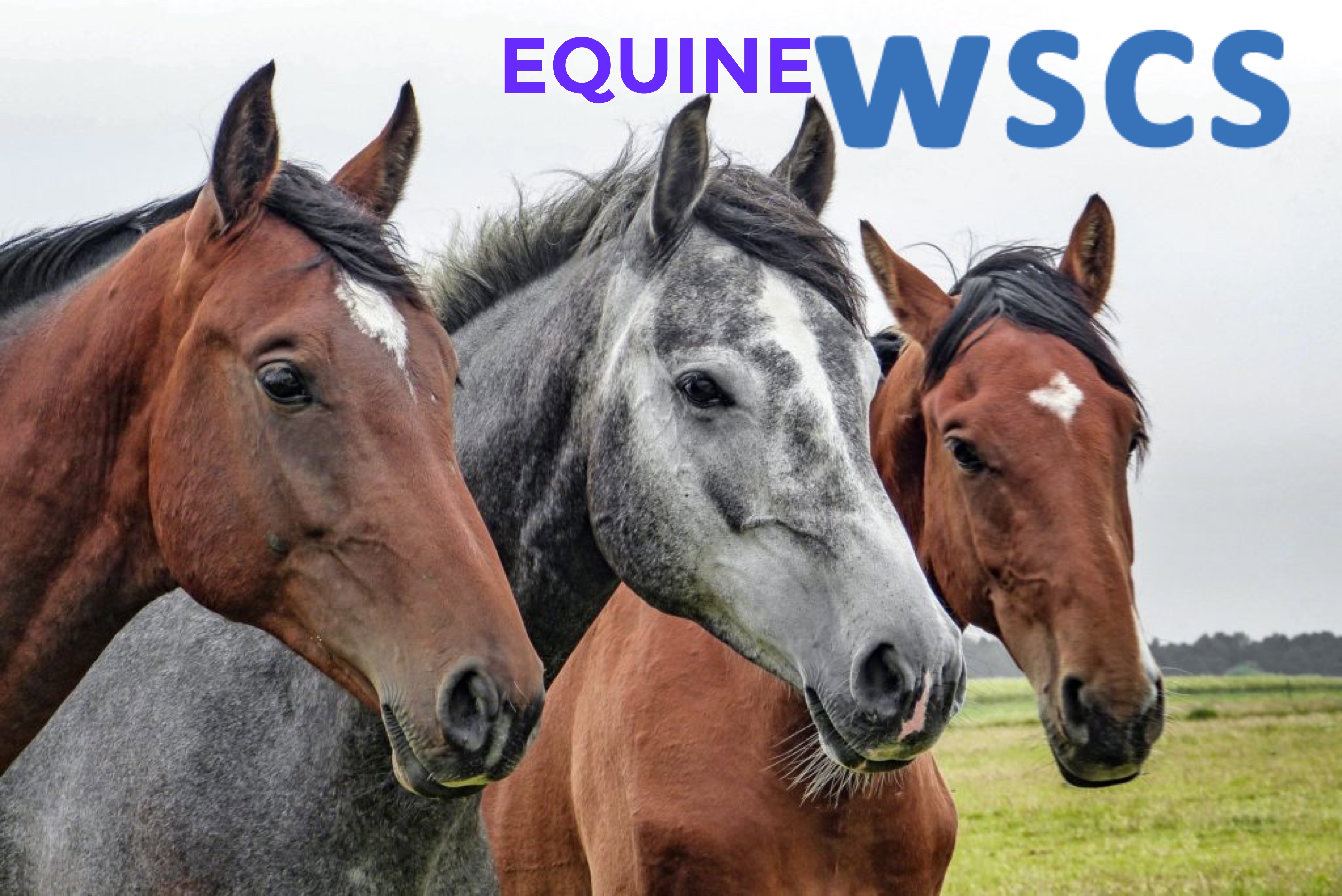 Equine World Stem Cell Summit partners with NAVRMA